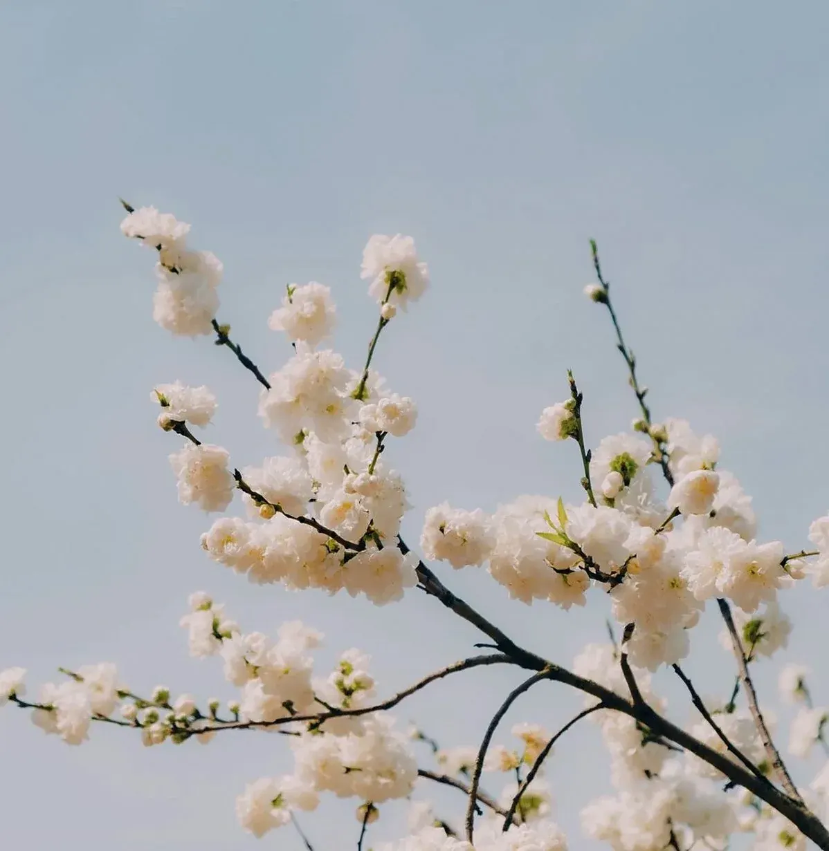 青空を背景にした白い花の枝(イメージ写真)